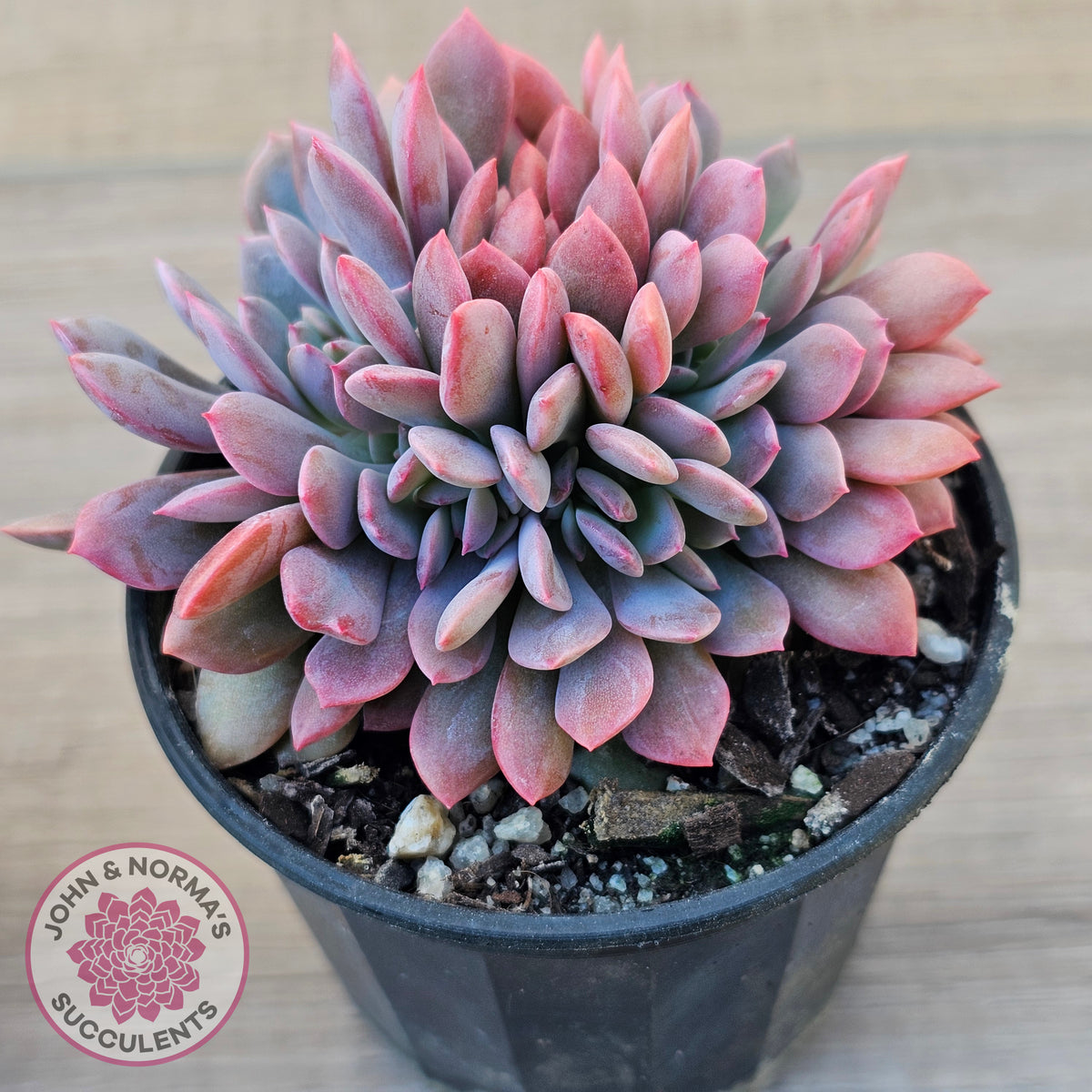 Graptoveria Debbie Crest