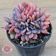 Load image into Gallery viewer, Graptoveria Debbie Crest