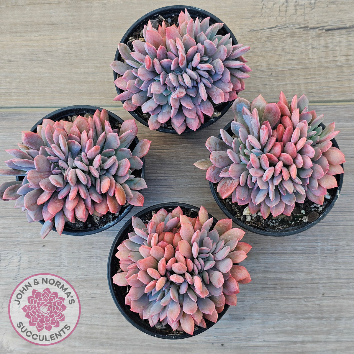 Graptoveria Debbie Crest