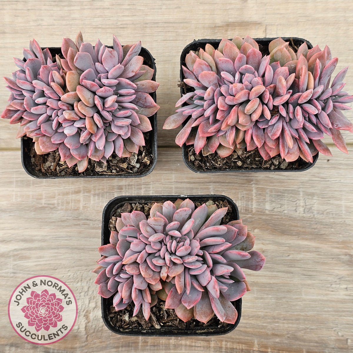 Graptoveria Debbie Crest