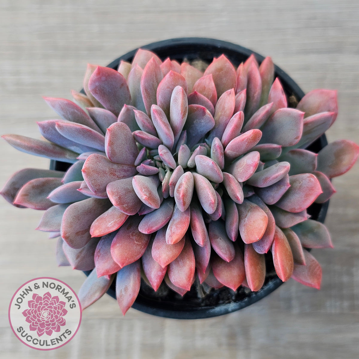 Graptoveria Debbie Crest