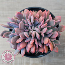 Load image into Gallery viewer, Graptoveria Debbie Crest