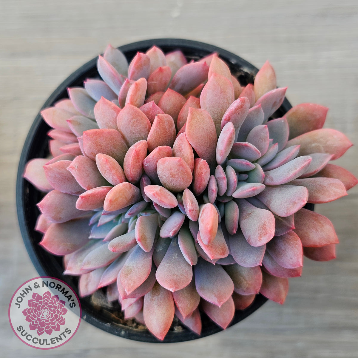 Graptoveria Debbie Crest