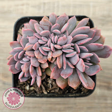 Load image into Gallery viewer, Graptoveria Debbie Crest