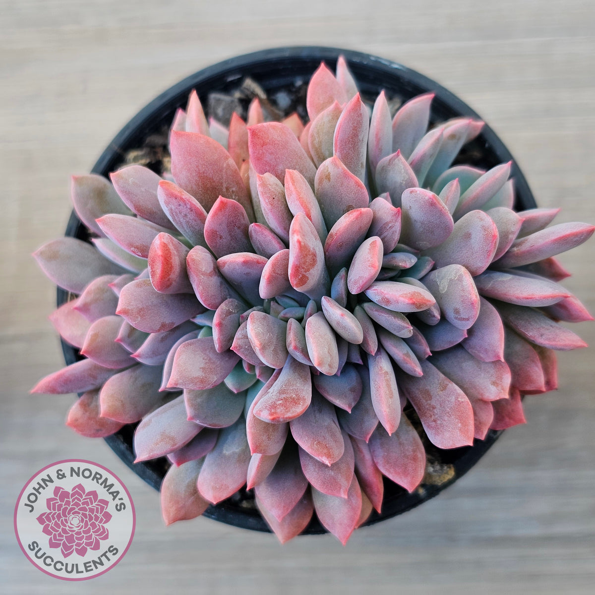 Graptoveria Debbie Crest