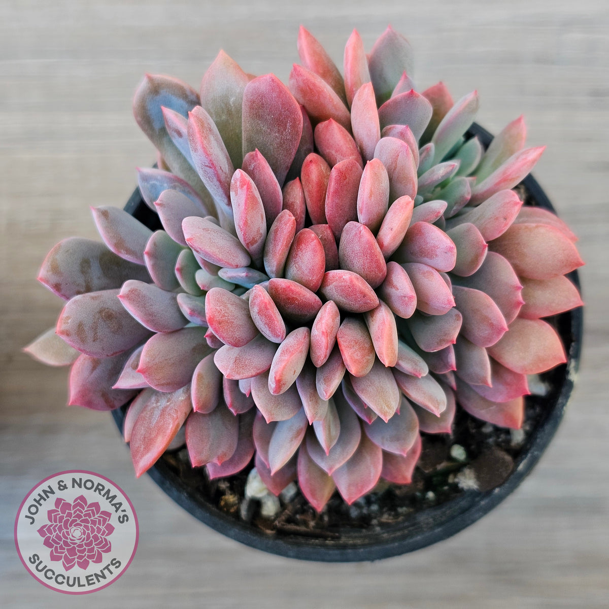 Graptoveria Debbie Crest