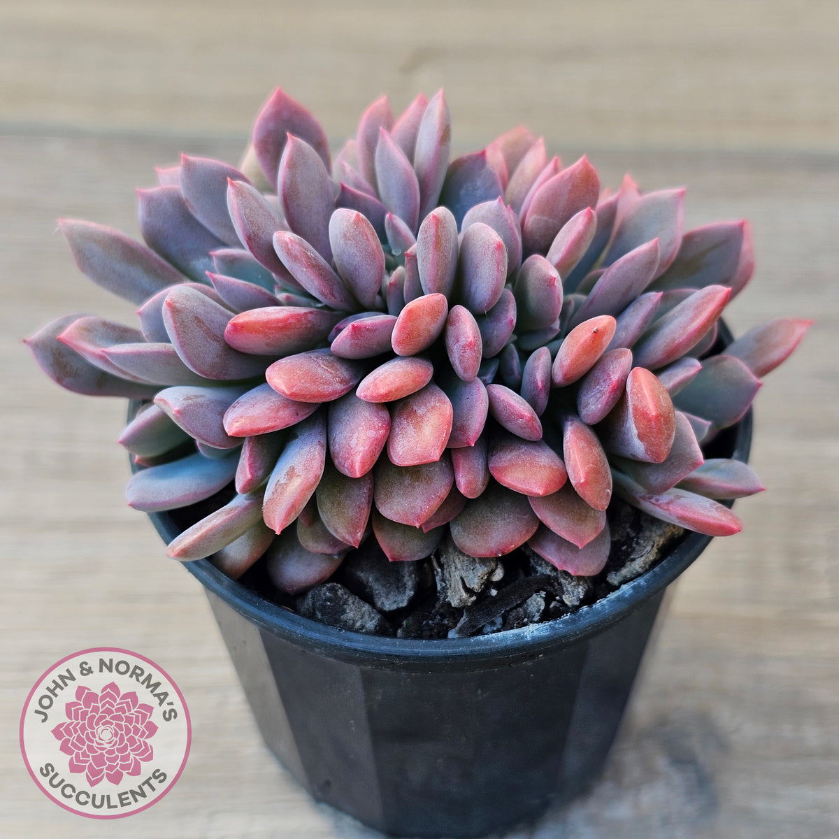 Graptoveria Debbie Crest