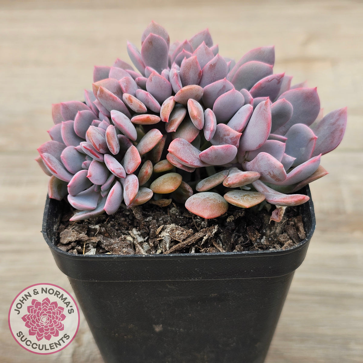 Graptoveria Debbie Crest