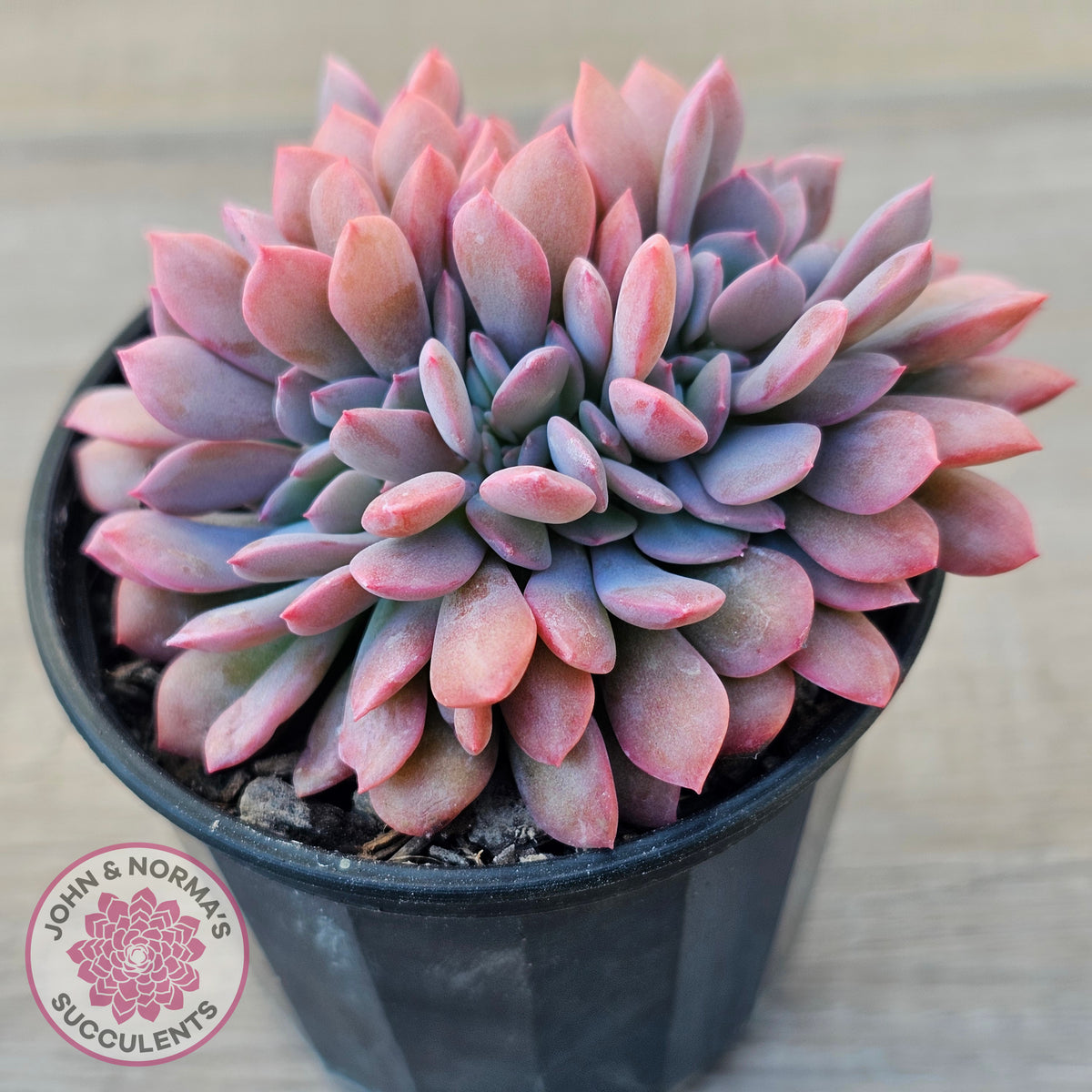 Graptoveria Debbie Crest