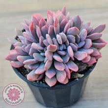 Load image into Gallery viewer, Graptoveria Debbie Crest