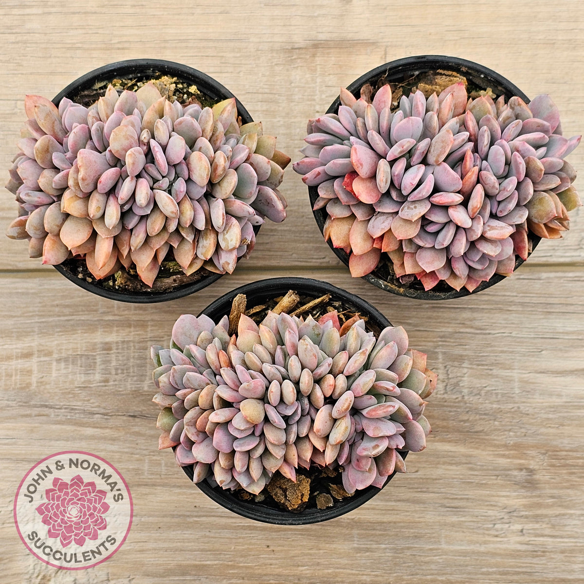 Graptoveria Debbie Crest