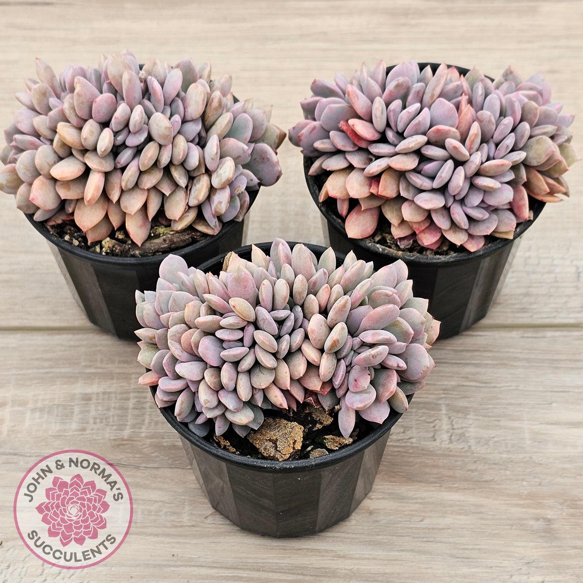 Graptoveria Debbie Crest