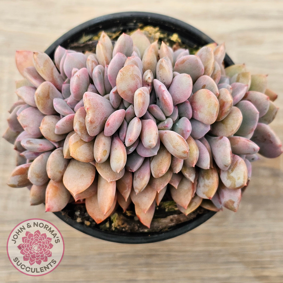 Graptoveria Debbie Crest