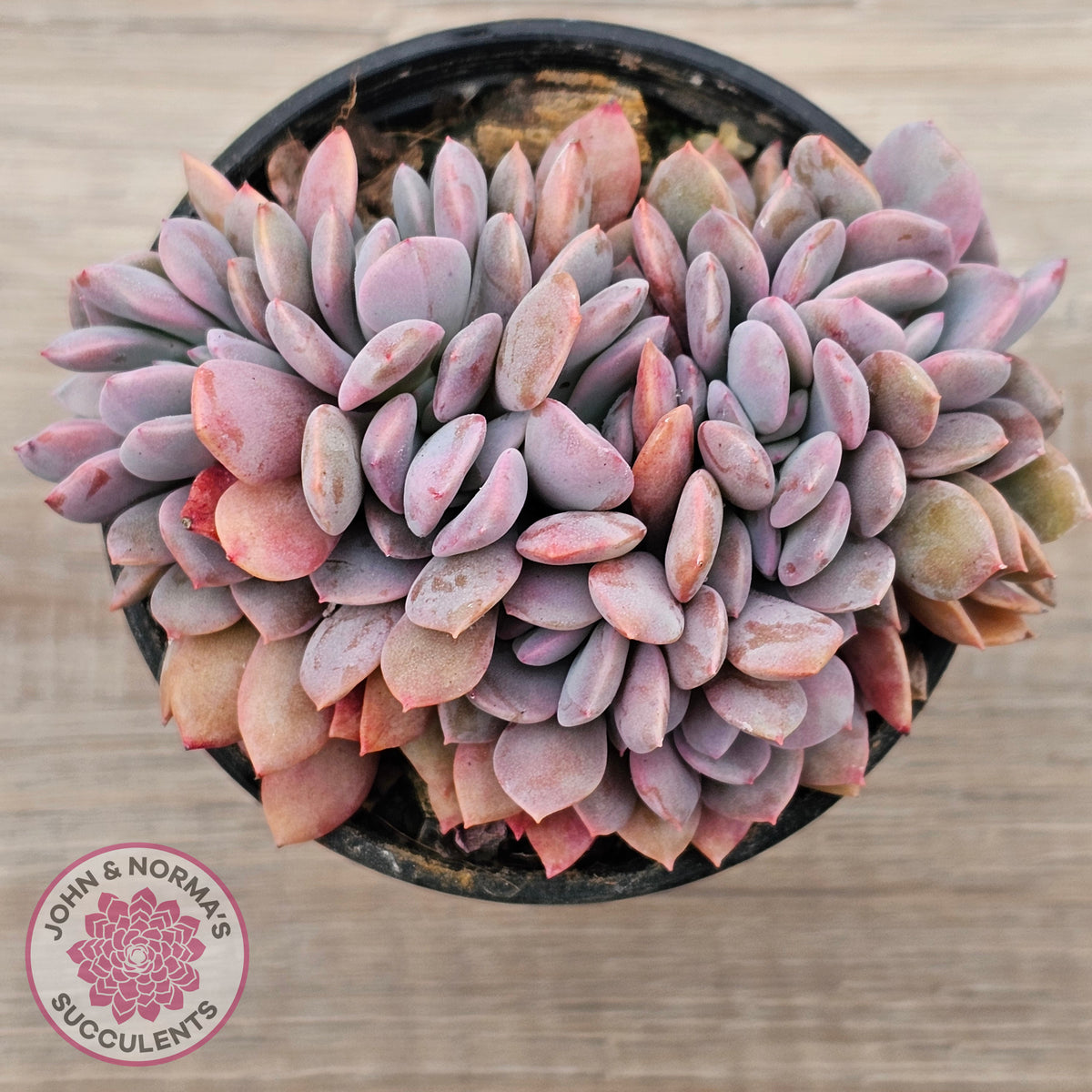 Graptoveria Debbie Crest