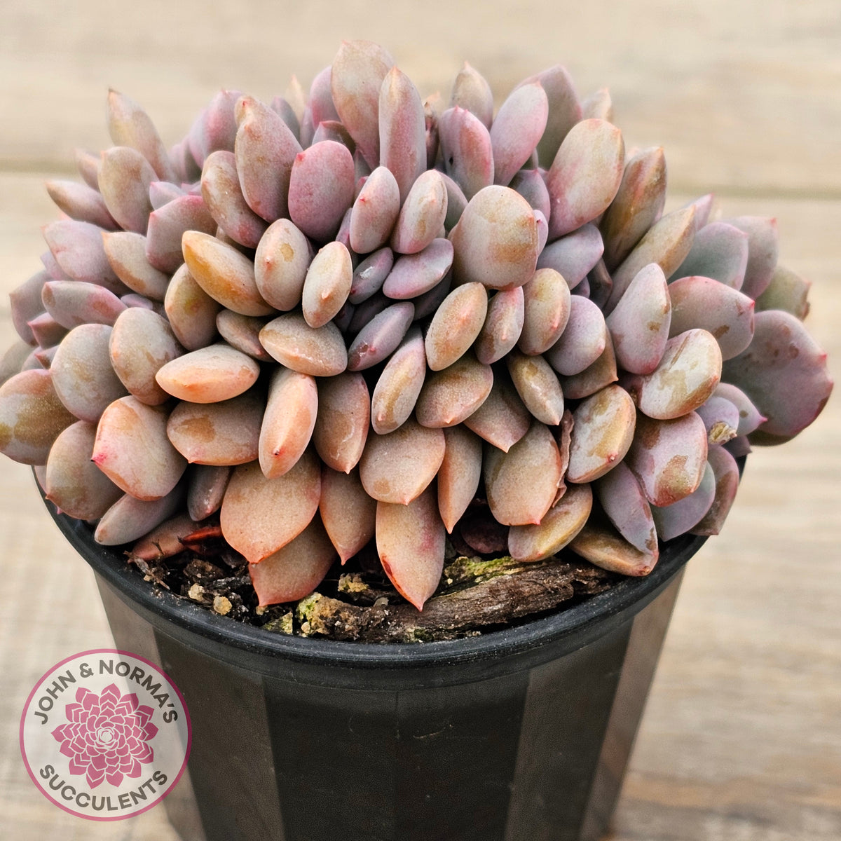 Graptoveria Debbie Crest