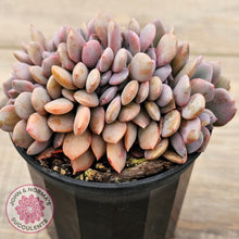 Load image into Gallery viewer, Graptoveria Debbie Crest