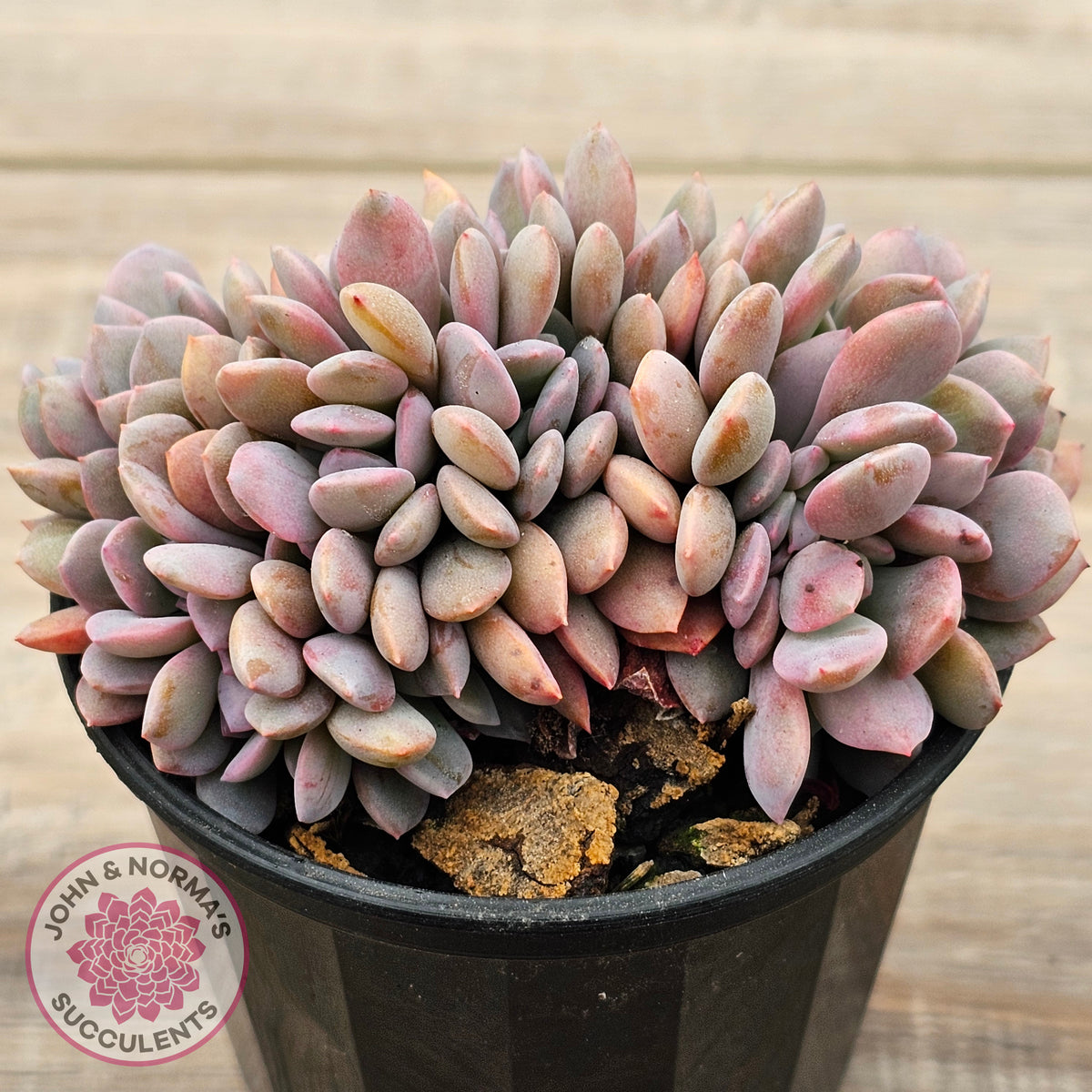 Graptoveria Debbie Crest