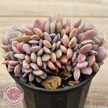 Load image into Gallery viewer, Graptoveria Debbie Crest