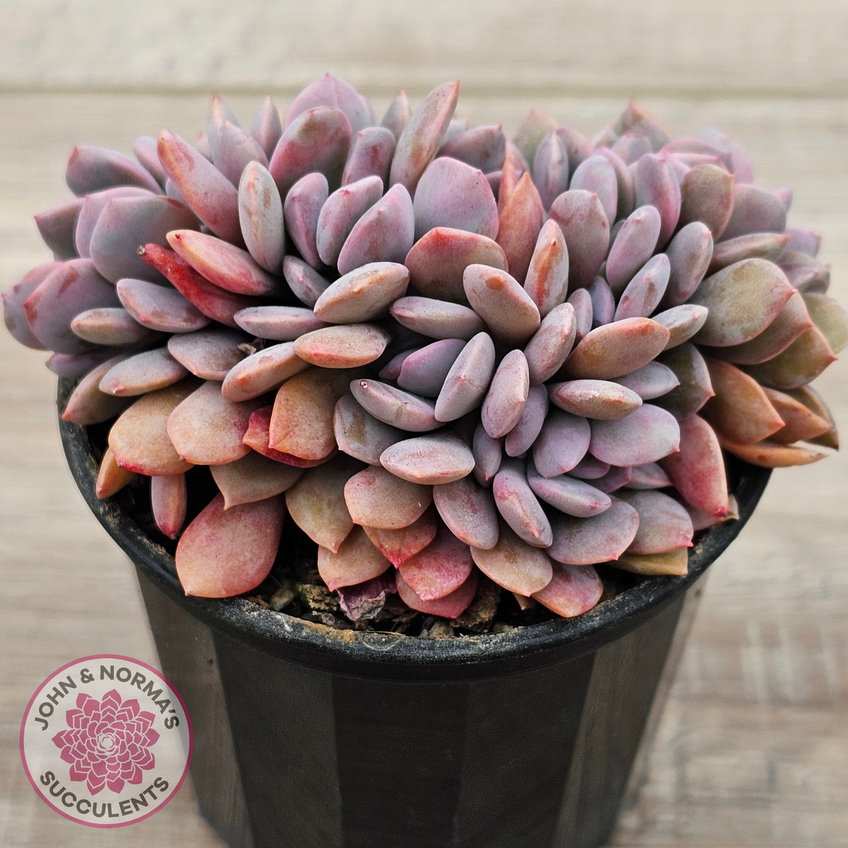 Graptoveria Debbie Crest