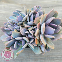 Load image into Gallery viewer, Graptoveria Debbie (multi)