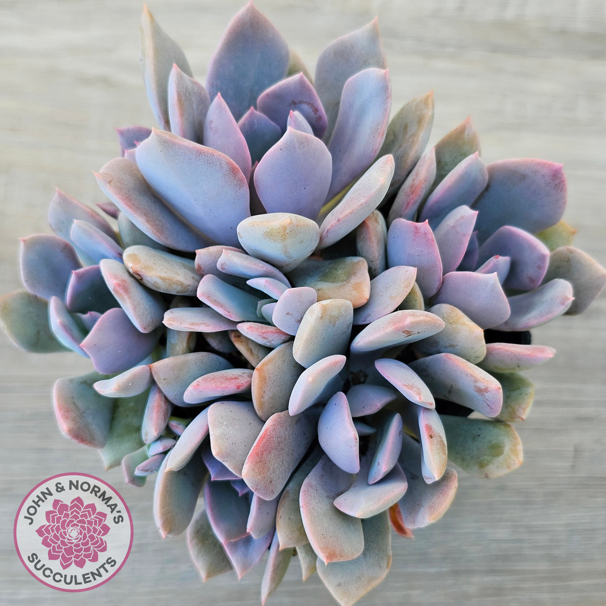 Graptoveria Debbie (multi)