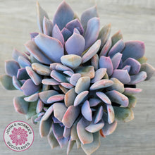 Load image into Gallery viewer, Graptoveria Debbie (multi)