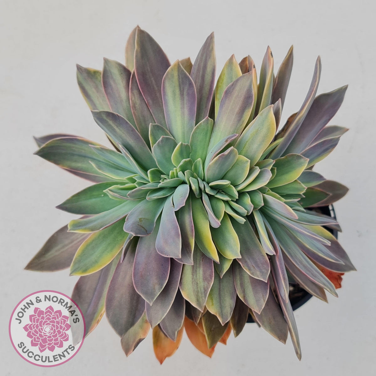 Graptoveria 'Fred Ives Variegata' Crested