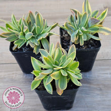 Load image into Gallery viewer, Graptoveria 'Fred Ives Variegata' Crested