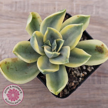 Load image into Gallery viewer, Graptoveria Fred Ives Variegata (White Variegation)