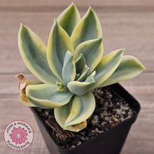 Load image into Gallery viewer, Graptoveria Fred Ives Variegata (White Variegation)