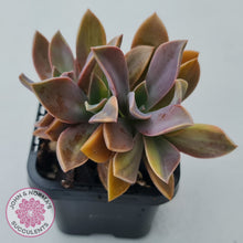 Load image into Gallery viewer, Graptoveria 'Fred Ives Variegata' (Yellow/Gold Variegation)