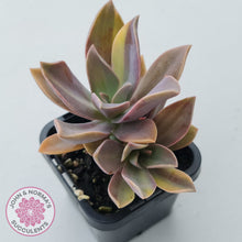 Load image into Gallery viewer, Graptoveria 'Fred Ives Variegata' (Yellow/Gold Variegation)