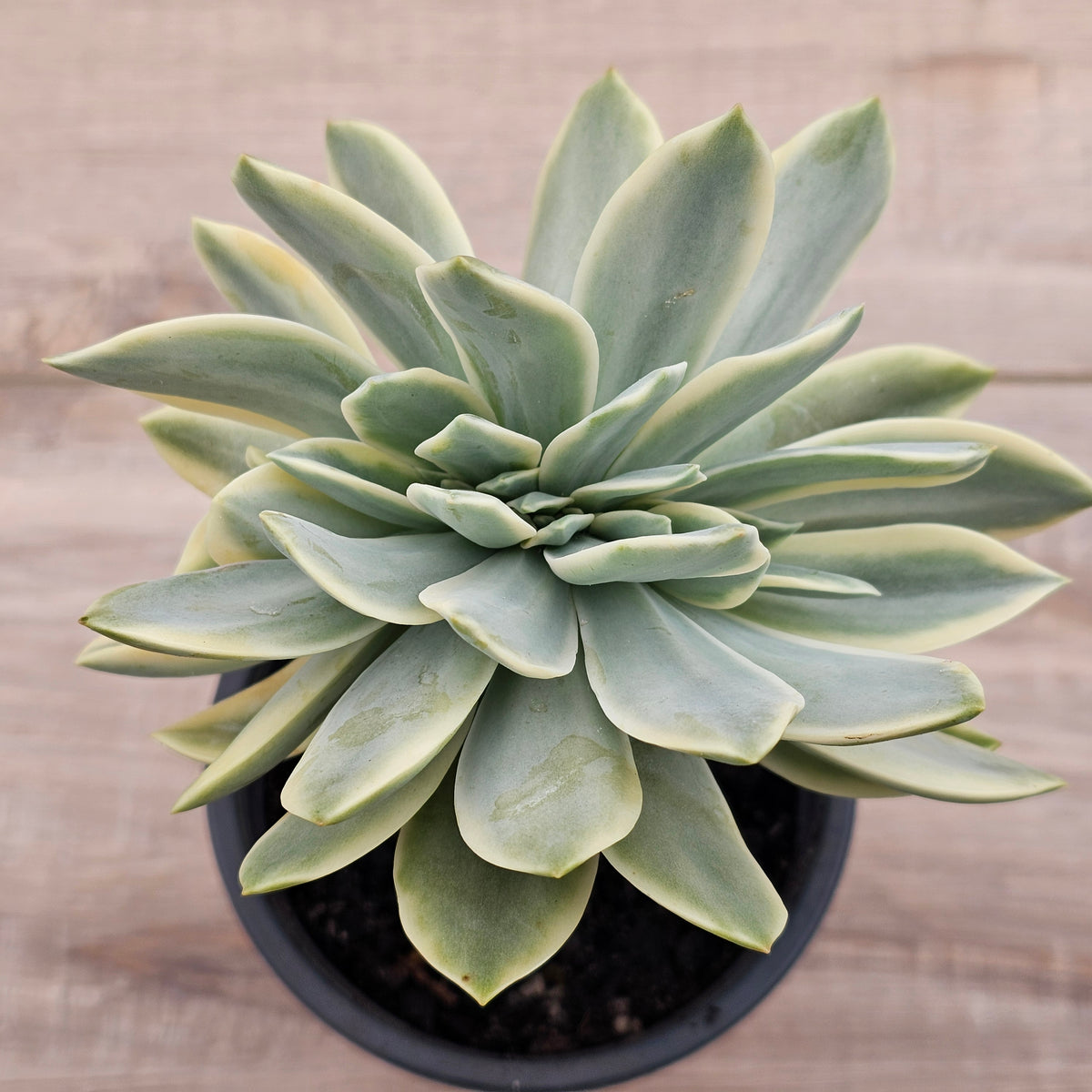 Graptoveria Fred Ives Variegata Crested (White Form)