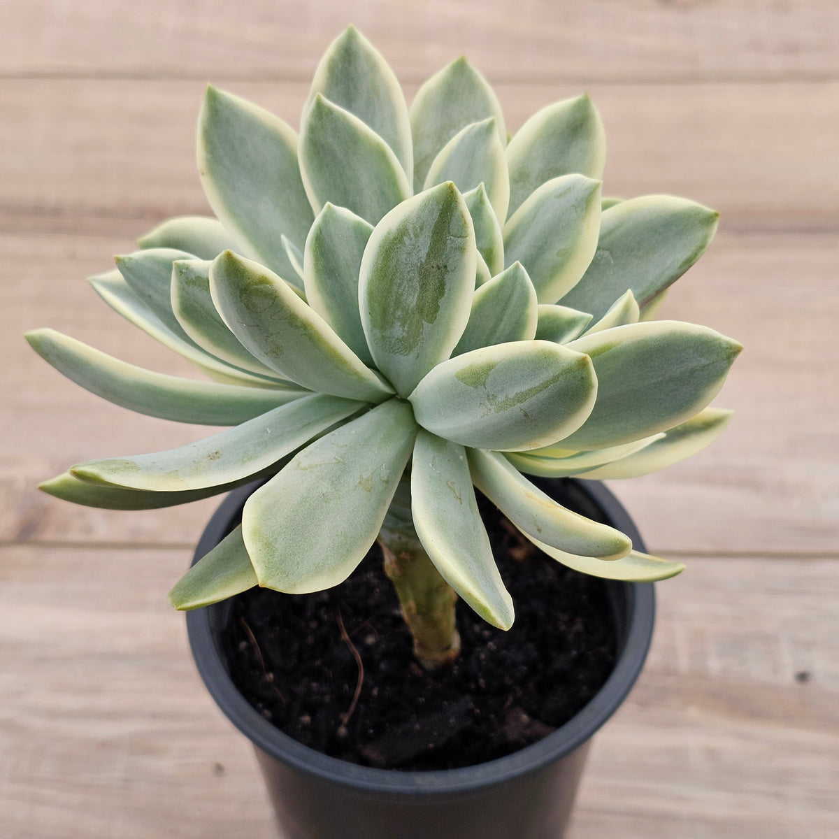 Graptoveria Fred Ives Variegata Crested (White Form)