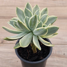Load image into Gallery viewer, Graptoveria Fred Ives Variegata Crested (White Form)