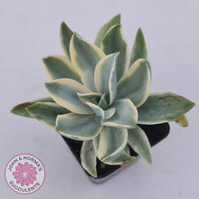 Load image into Gallery viewer, Graptoveria Fred Ives Variegata (White Variegation)