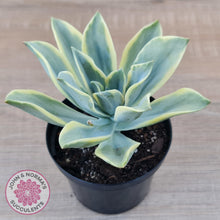 Load image into Gallery viewer, Graptoveria Fred Ives Variegata (White Variegation)