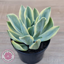 Load image into Gallery viewer, Graptoveria Fred Ives Variegata (White Variegation)