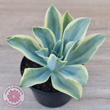 Load image into Gallery viewer, Graptoveria Fred Ives Variegata (White Variegation)
