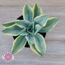 Load image into Gallery viewer, Graptoveria Fred Ives Variegata (White Variegation)