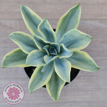Load image into Gallery viewer, Graptoveria Fred Ives Variegata (White Variegation)