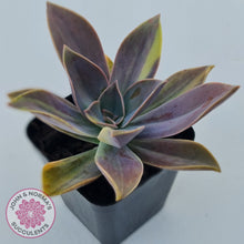 Load image into Gallery viewer, Graptoveria 'Fred Ives Variegata' (Yellow/Gold Variegation)