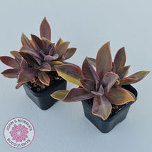 Load image into Gallery viewer, Graptoveria 'Fred Ives Variegata' (Yellow/Gold Variegation)