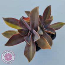 Load image into Gallery viewer, Graptoveria 'Fred Ives Variegata' (Yellow/Gold Variegation)