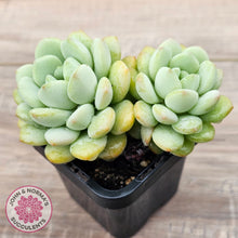 Load image into Gallery viewer, Graptoveria 'Jade Ruyi' (Double heads)