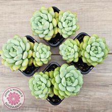 Load image into Gallery viewer, Graptoveria 'Jade Ruyi' (Double heads)
