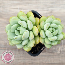 Load image into Gallery viewer, Graptoveria 'Jade Ruyi' (Double heads)