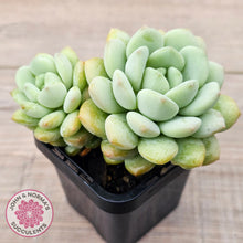 Load image into Gallery viewer, Graptoveria 'Jade Ruyi' (Double heads)