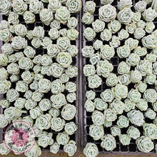 Load image into Gallery viewer, Graptoveria Lovely Rose Cuttings - John & Norma's Succulents Australia