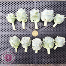 Load image into Gallery viewer, Graptoveria Lovely Rose Cuttings - John & Norma's Succulents Australia